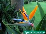 foto de flor ave del paraiso strelitzia con tama&ntilde;o de 160X120; ver distintas medidas disponibles a la derecha